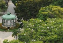 Photo of Fisioterapeuta morre após infecção por fungo presente em fezes de garças na Praça Batista Campos atingir o cérebro