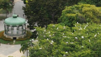 Photo of Fisioterapeuta morre após infecção por fungo presente em fezes de garças na Praça Batista Campos atingir o cérebro