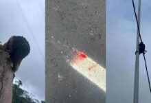 Photo of Tamanduá-mirim ferido e filhote isolado na avenida Liberdade, em Belém