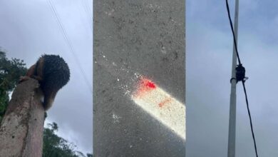 Photo of Tamanduá-mirim ferido e filhote isolado na avenida Liberdade, em Belém