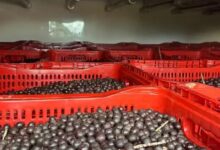 Photo of Irregularidades: 16 toneladas de açaí são apreendidas no interior do Pará