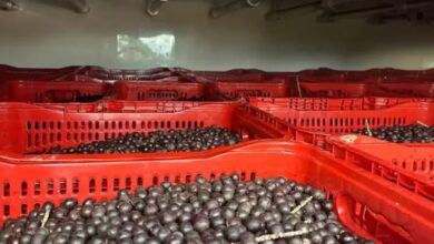 Photo of Irregularidades: 16 toneladas de açaí são apreendidas no interior do Pará
