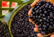 Photo of Açaí aparece entre as melhores frutas do mundo em ranking da TasteAtlas