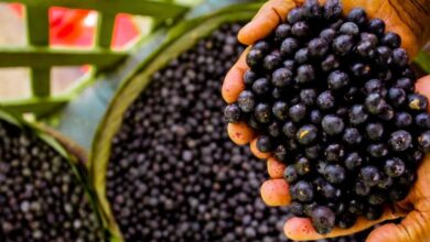 Photo of Açaí aparece entre as melhores frutas do mundo em ranking da TasteAtlas