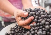 Photo of Belém é indicada a prêmio nacional de turismo gastronômico e abre votação ao público