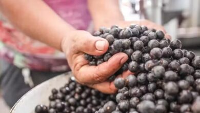 Photo of Belém é indicada a prêmio nacional de turismo gastronômico e abre votação ao público