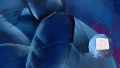 Photo of Muro do Museu Goeldi apresenta risco de queda e área é interditada em Belém