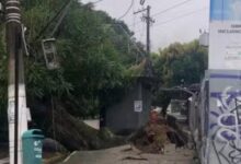 Photo of Árvore cai na avenida Pedro Miranda e interdita trânsito no bairro da Pedreira, em Belém