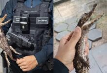 Photo of Filhote de jacaré é resgatado por policial em rua de Ananindeua
