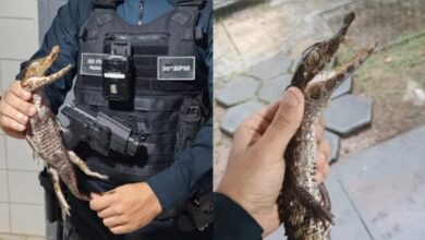 Photo of Filhote de jacaré é resgatado por policial em rua de Ananindeua
