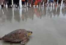 Photo of Tartaruga-marinha resgatada no Pará retorna ao mar após tratamento de 68 dias