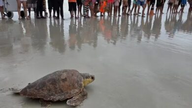 Photo of Tartaruga-marinha resgatada no Pará retorna ao mar após tratamento de 68 dias