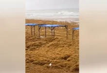 Photo of Praia de Ajuruteua amanhece coberta por algas