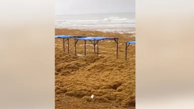 Photo of Praia de Ajuruteua amanhece coberta por algas