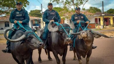 Photo of Búfalos viram “viaturas” da polícia no Marajó e garantem patrulhamento onde carros não chegam