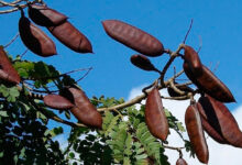Photo of Pesquisas comprovam poder cicatrizante do jucá e reforçam potencial da biofarmácia amazônica