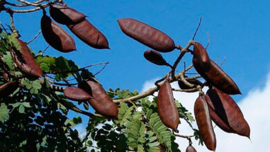 Photo of Pesquisas comprovam poder cicatrizante do jucá e reforçam potencial da biofarmácia amazônica