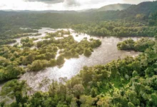 Photo of Pará consolida maior concessão de manejo florestal sustentável do Brasil
