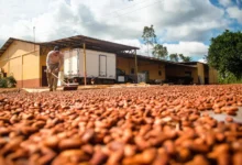 Photo of Bioeconomia da sociobiodiversidade movimenta mais de R$ 13 bilhões por ano no Pará, aponta estudo inédito