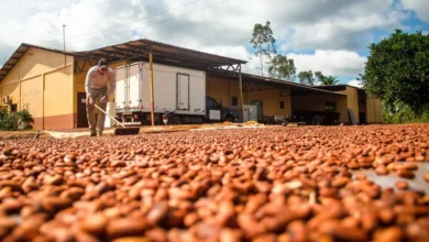 Photo of Bioeconomia da sociobiodiversidade movimenta mais de R$ 13 bilhões por ano no Pará, aponta estudo inédito