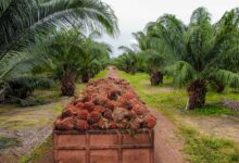 Photo of Pará lidera produção de dendê no Brasil e concentra quase toda a atividade no país