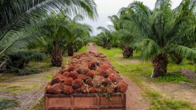 Photo of Pará lidera produção de dendê no Brasil e concentra quase toda a atividade no país