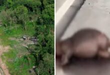 Photo of Invasões destroem floresta e expulsam animais para a nova avenida Liberdade