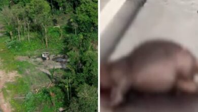 Photo of Invasões destroem floresta e expulsam animais para a nova avenida Liberdade