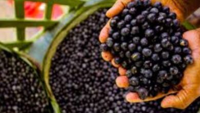 Photo of Grupo Mateus e Point do Açaí vão abrir fábrica no Marajó e ampliar presença nacional