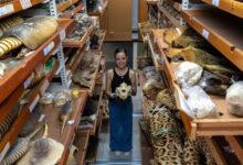 Photo of Museu Goeldi abriga coleção com quase 47 mil mamíferos em Belém
