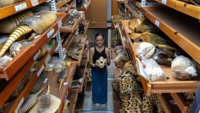 Photo of Museu Goeldi abriga coleção com quase 47 mil mamíferos em Belém