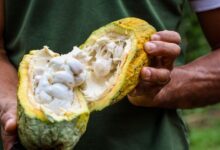 Photo of Cacau do Pará conquista prêmio internacional na França e amplia reconhecimento mundial