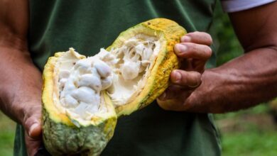 Photo of Cacau do Pará conquista prêmio internacional na França e amplia reconhecimento mundial