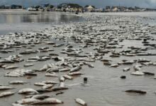 Photo of Peixes mortos aparecem na Praia do Atalaia e chamam atenção de banhistas em Salinópolis
