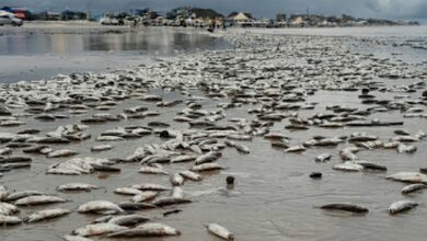 Photo of Peixes mortos aparecem na Praia do Atalaia e chamam atenção de banhistas em Salinópolis