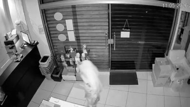 Photo of Loja de perfumes importados é arrombada em Icoaraci; prejuízo chega a R$ 30 mil