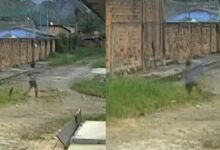 Photo of Criança cai em bueiro aberto enquanto empinava pipa em Ananindeua