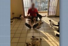 Photo of Casal é investigado por manter cerca de 150 gatos em apartamentos de condomínio em Belém