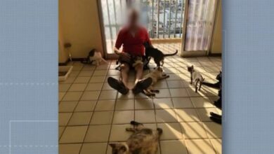 Photo of Casal é investigado por manter cerca de 150 gatos em apartamentos de condomínio em Belém