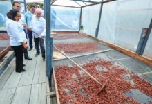 Photo of Dona Nena, a paraense que ensinou Lula e Macron sobre cacau e chocolate premium