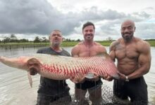 Photo of Renato Cariani, Julio Balestrin e Richard Rasmussen pescam pirarucu gigante no Pará