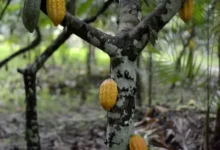 Photo of Cacau ajuda a recuperar 165 mil hectares de áreas degradadas no Pará