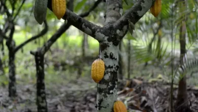 Photo of Cacau ajuda a recuperar 165 mil hectares de áreas degradadas no Pará