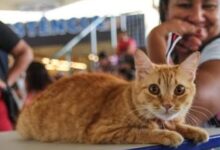 Photo of Icoaraci recebe atendimento veterinário gratuito para cães e gatos a partir desta segunda-feira (22)