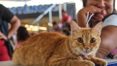 Photo of Icoaraci recebe atendimento veterinário gratuito para cães e gatos a partir desta segunda-feira (22)