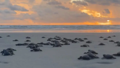 Photo of Salinópolis registra soltura de 114 filhotes de tartaruga-marinha em área de conservação