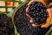 Photo of Açaí da Bahia chega ao Pará e surpreende pela qualidade; produtor paraense avalia futuro do mercado