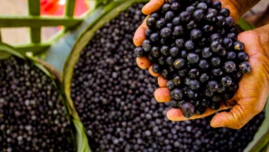 Photo of Açaí da Bahia chega ao Pará e surpreende pela qualidade; produtor paraense avalia futuro do mercado