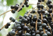 Photo of HISTÓRICO: Cientistas da UFPA sequenciam pela primeira vez o genoma do açaí e abrem nova era para a bioeconomia amazônica