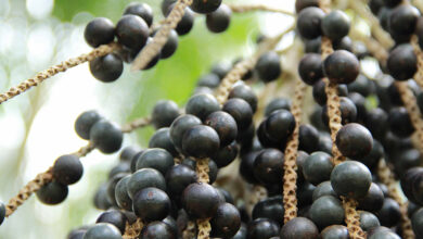 Photo of HISTÓRICO: Cientistas da UFPA sequenciam pela primeira vez o genoma do açaí e abrem nova era para a bioeconomia amazônica